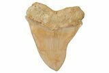 Serrated, Fossil Megalodon Tooth - Indonesia #208769-1